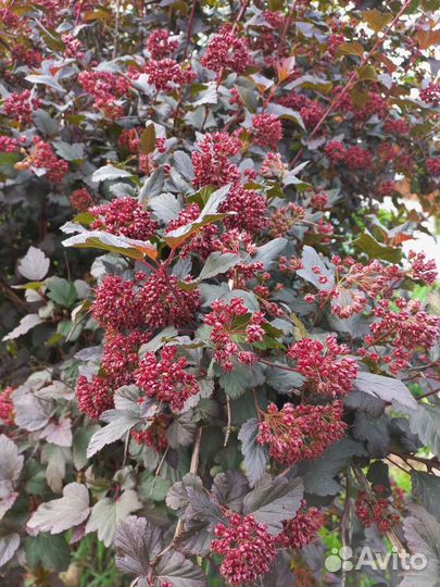 Пузыреплодник саженцы