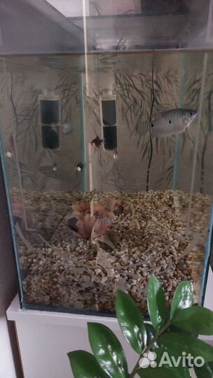 Аквариум с рыбками 70 литров