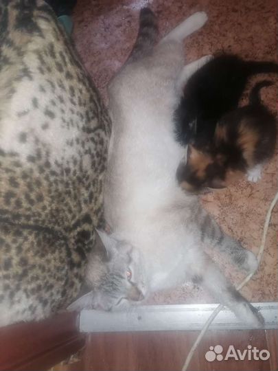 Котята от тайской мамы привезу