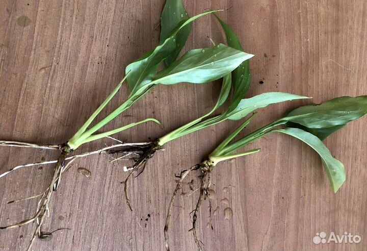 «Женское счастье» цветок Спатифиллум