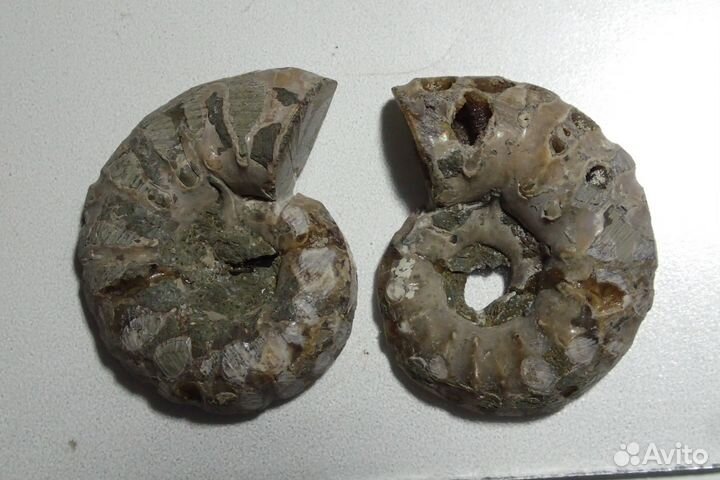 Раковина Аммонита. Окаменелость. Мадагаскар