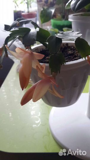 Декабрист Шлюмбергера,разные цвета