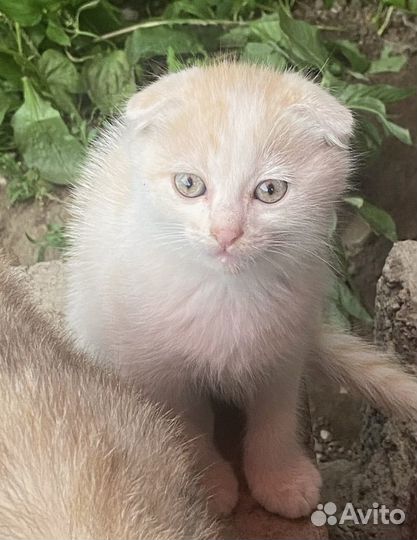 Вислоухие котята