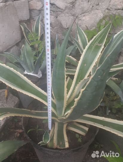 Агава, растения для дома и сада