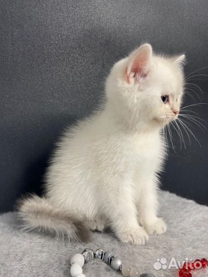 Британская серебряная шиншилла котенок
