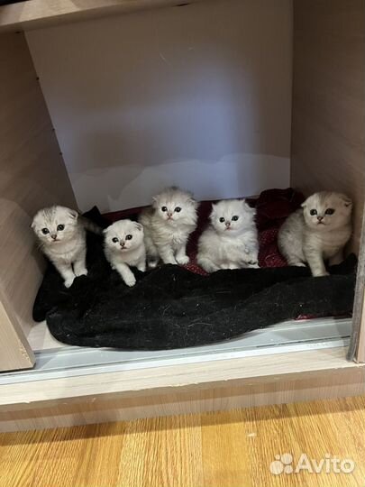 Шотландские котята