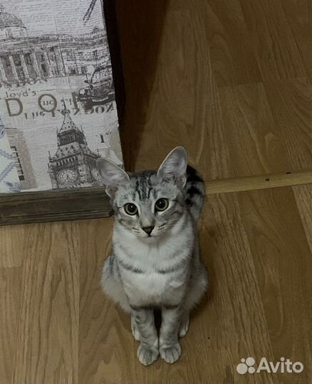 Крошка