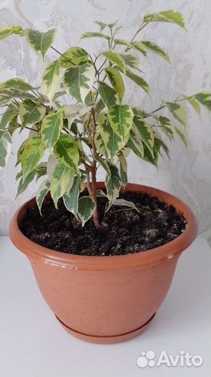 Фикус бенджамина