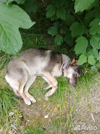 Собака в добрые руки