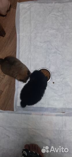 Померанский шпиц мини