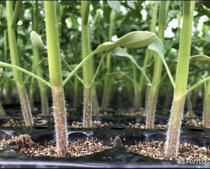 Рассада томатов