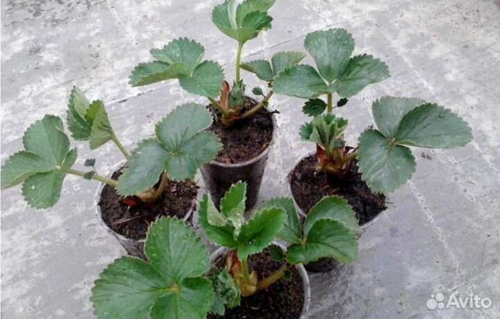 Клубника сортовая рассада