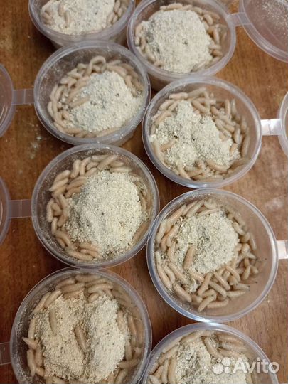 Червь навозный