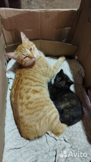 Котёнок ищет дом