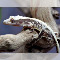 Реснитчатый бананоед самец Лилли Вайт Сноуфлейк