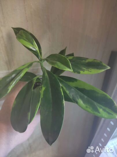 Редкие комнатные растения