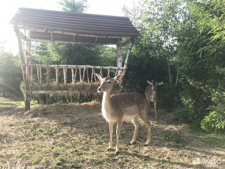 Европейская лань