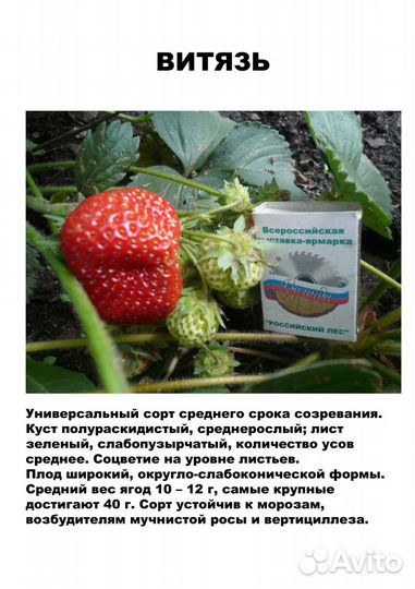 Саженцы садовой земляники (клубники)