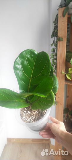 Фикус лировидный лирата колумнарис