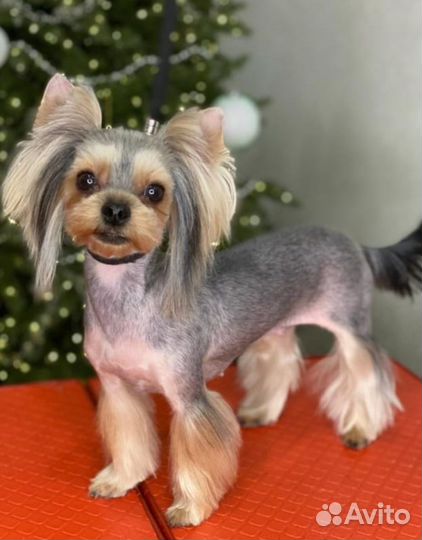 Йоркширский терьер мини щенки бейби фейс