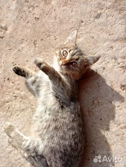 Котёнок