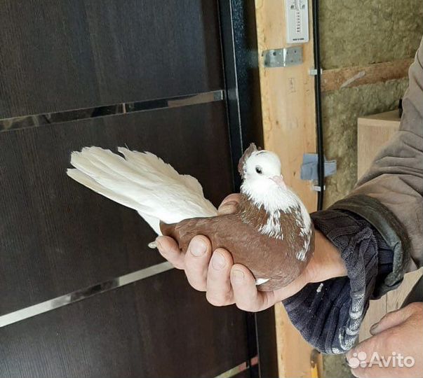 Голуби Брянские Турманы