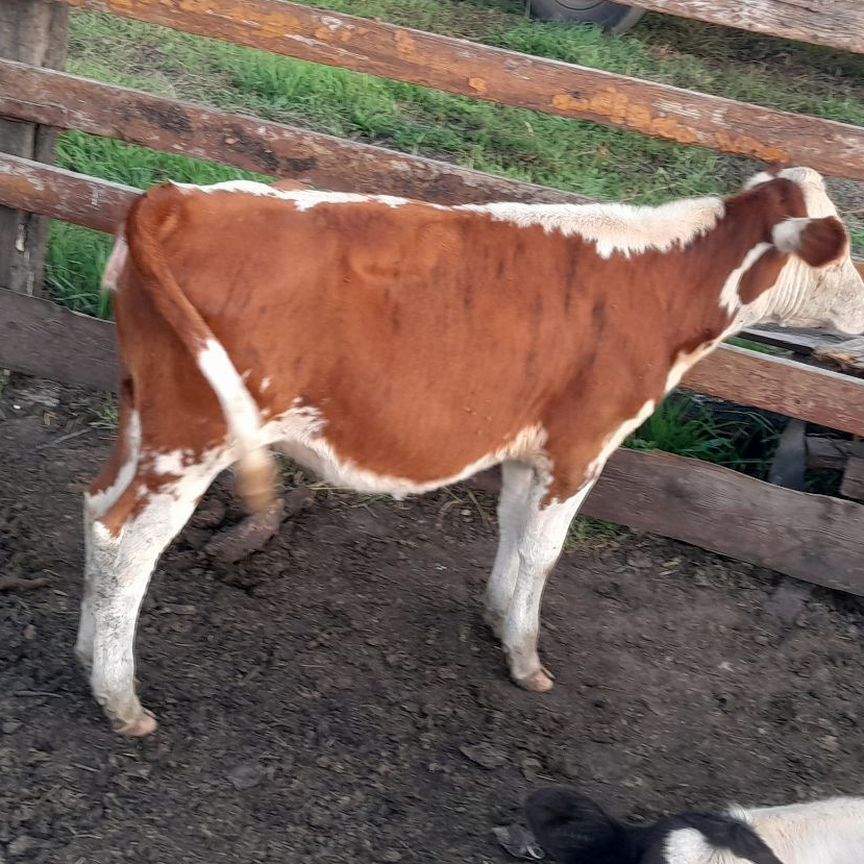Купить недорого сельскохозяйственных животных 🐄 в Миасском