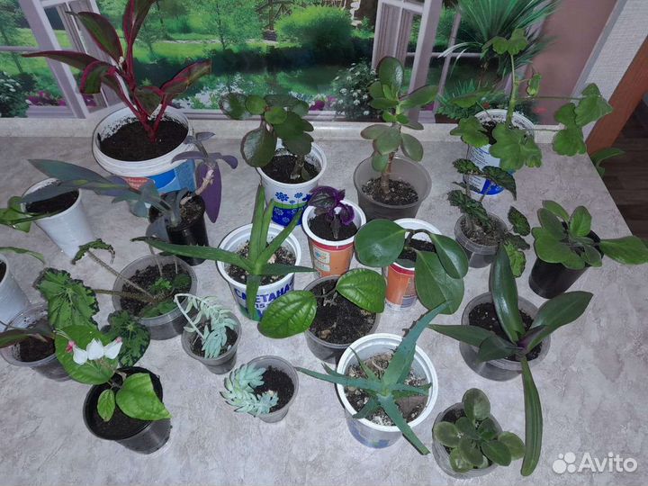 Комнатные цветы