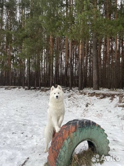 Самоед для фотосессии