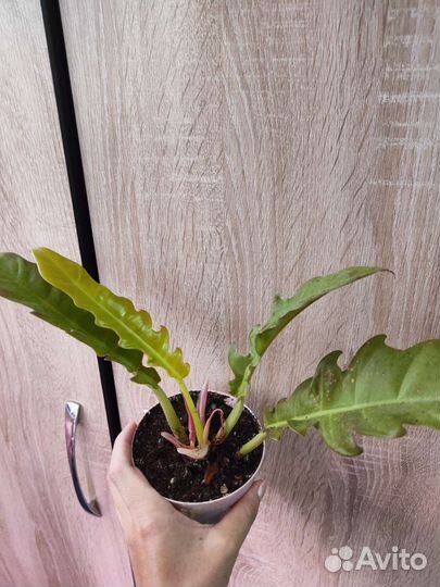 Филодендрон голден крокодил