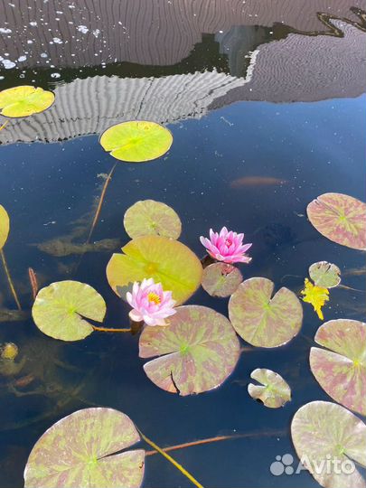 Нимфеи для пруда,водяннные лилии