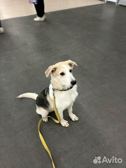 Щенок мальчик