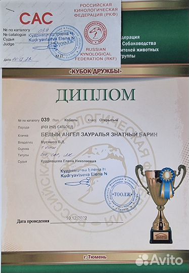 Вязка самоед