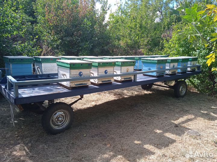 Пчелы и улья