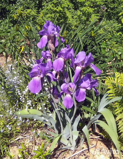 Цветы для сада (2)