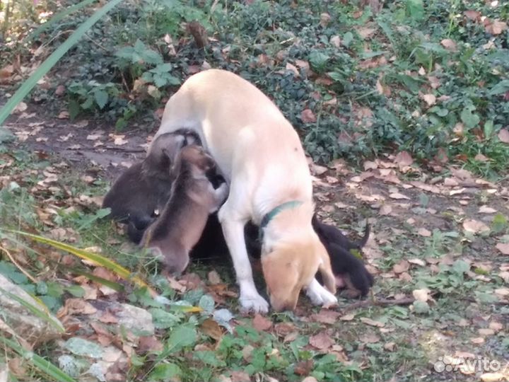 Щенки в добрые руки