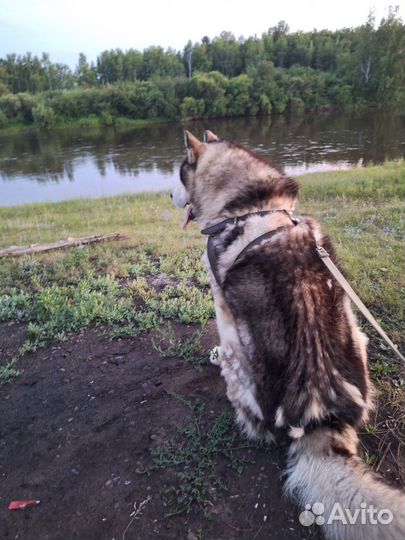 Малмуты,продажа