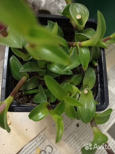 Традесканция ладьевидная