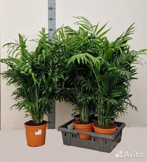 Хамедорея Elegans