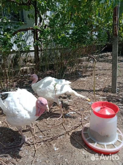 Индюшата Биг 6. Возраст 2 месяц и 3 месяца