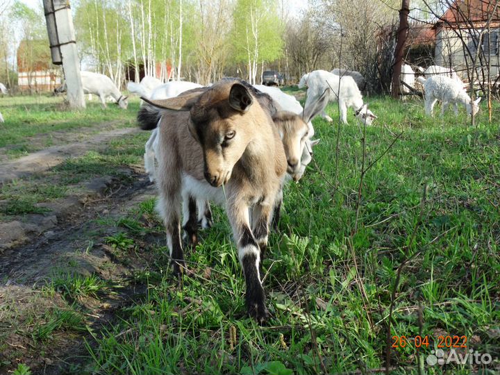 Козье молоко