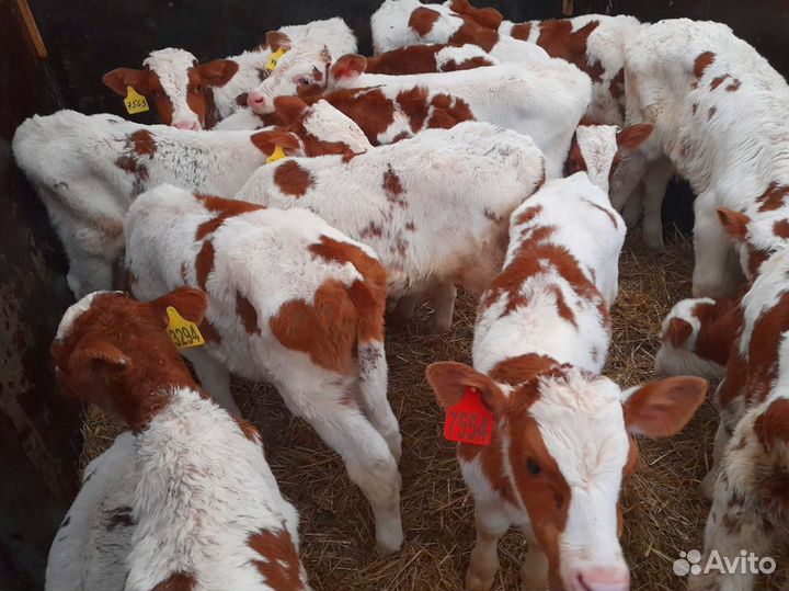 Телята бычки тёлки доставка бесплатно