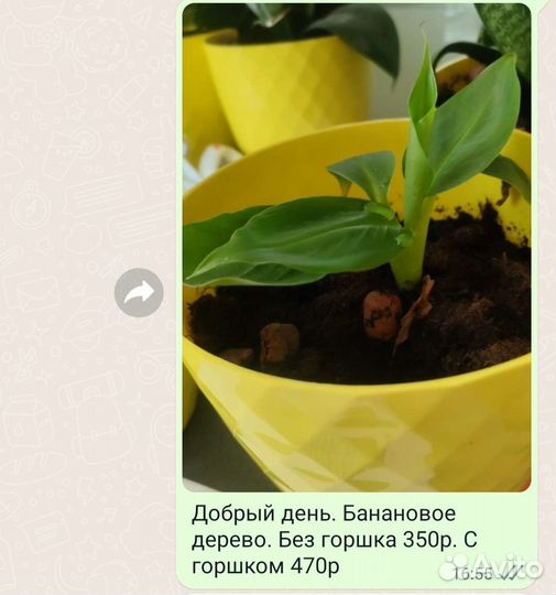 Банановое дерево