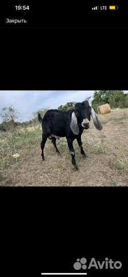 Вязка козёл