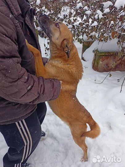 Маленькая собака Мира ищет дом