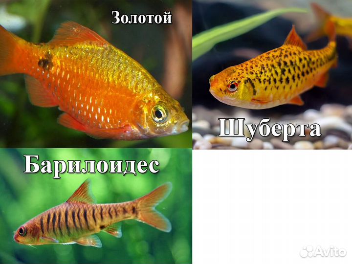 Барбусы 15 видов