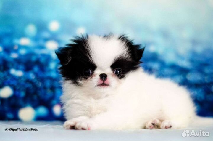 Японский хин