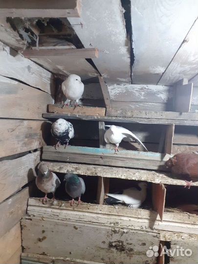Голуби лётные бойные