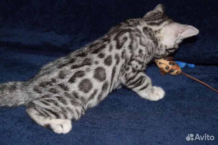 Бенгальский котенок серебро