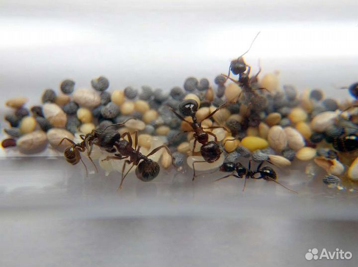 Муравьи разных видов
